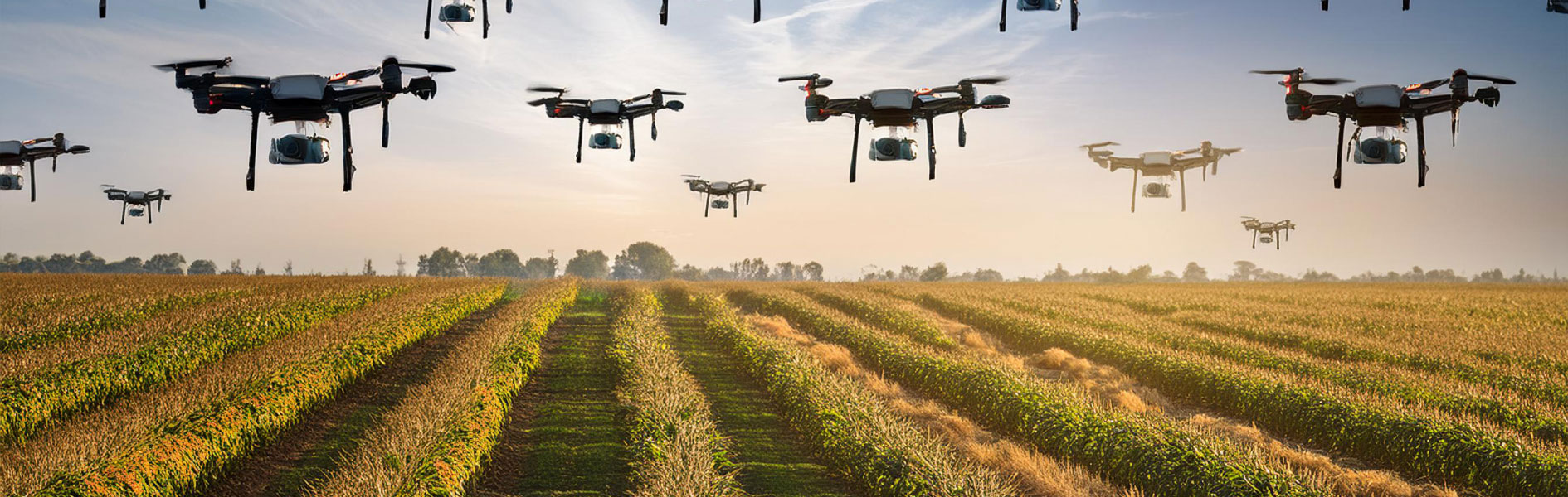 AI in Agriculture: Enhancing Crop Yields and Sustainability